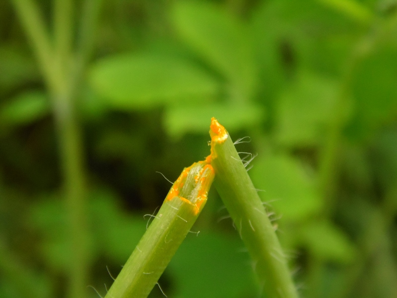Chelidonium majus